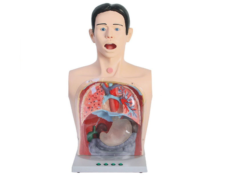 高級透明洗胃、胃腸減壓術(shù)模型