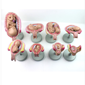 胚胎妊娠發(fā)育過(guò)程模型8部件