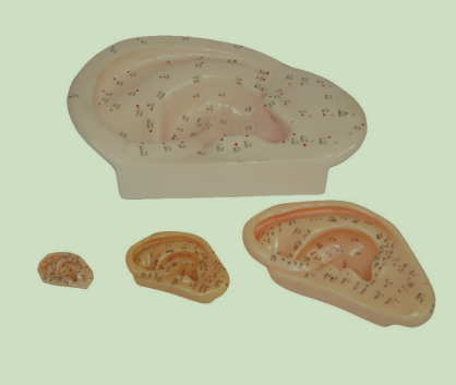 耳針灸模型（中文、英代）22CM