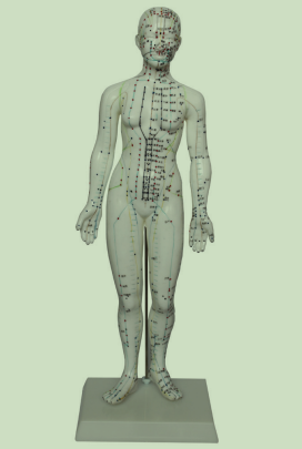 人體針炙模型（女性）中文
