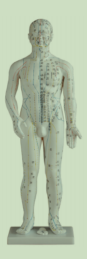 標準針炙模型(高60cm)