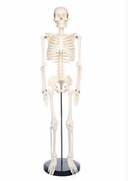 人體骨骼模型85cm