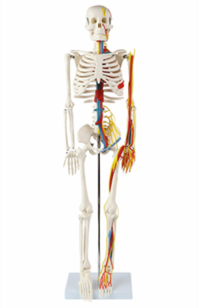 人體骨骼帶心臟與血管模型85CM