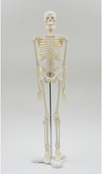 人體骨骼模型42cm