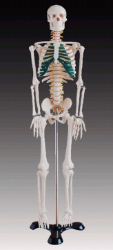 人體骨骼帶神經(jīng)模型(85cm)